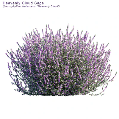 Heavenly cloud sage | Leucophyllum frutescens — Вид 2