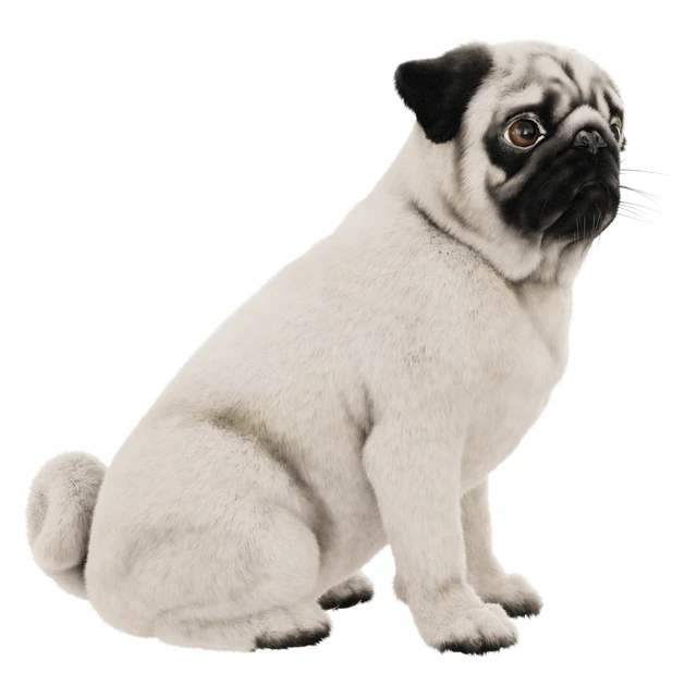 Realistic pug dog — Descargar