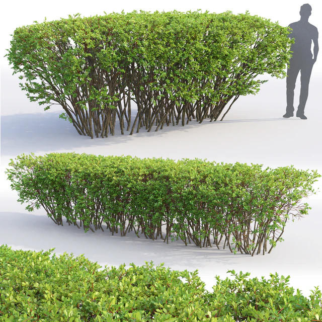 Spiraea — Скачать