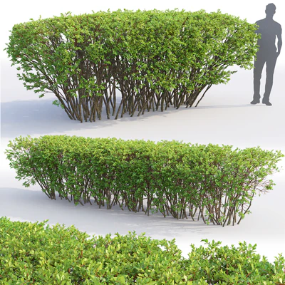 Spiraea — Вид 2