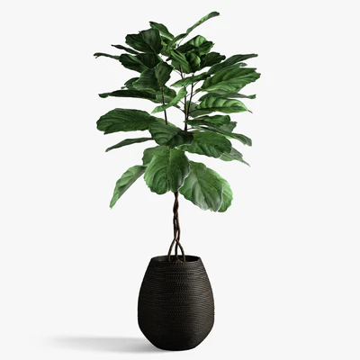 ficus lyrata — Ver 1