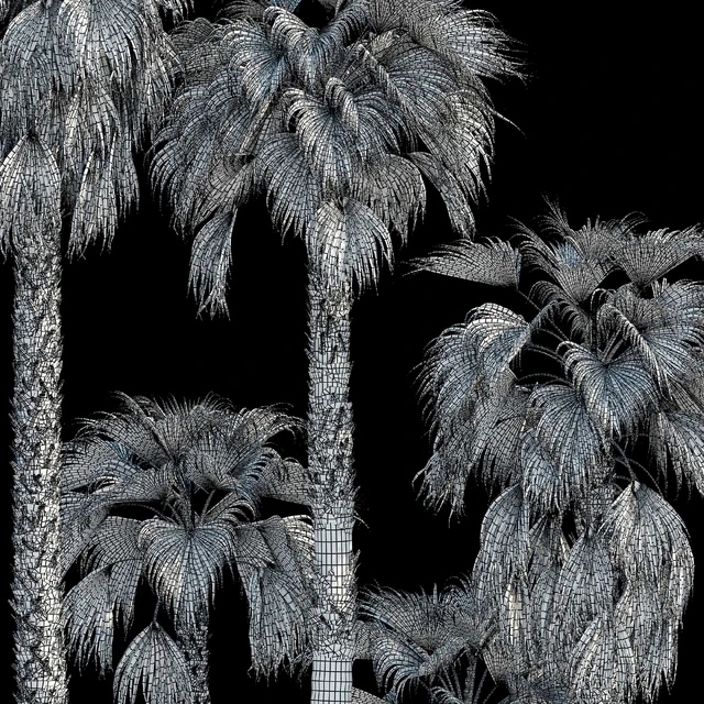 Washingtonia robusta palm (Washingtonia robusta palm) — Descargar