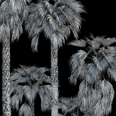Washingtonia robusta palm (Washingtonia robusta palm) — Ver 2