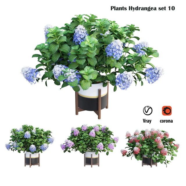 Plants Hydrangea set 10 — Скачать