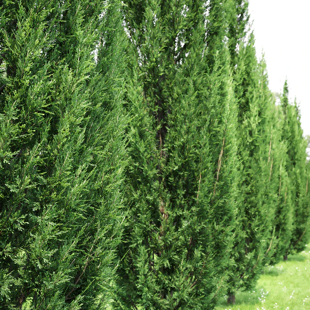 Juniperus — Descargar