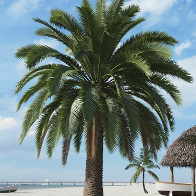 palm trees 018 — Descargar