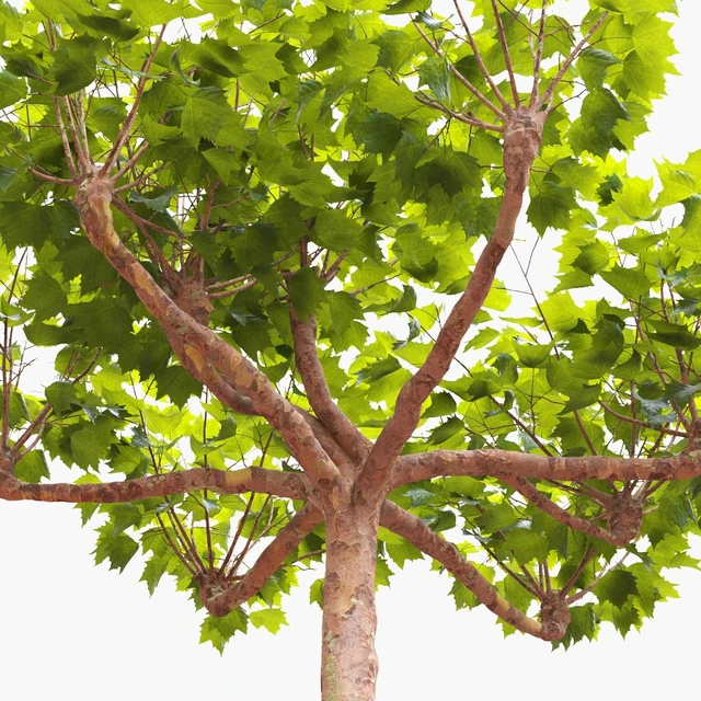 London planetree сanopy 5,11 m — Descargar