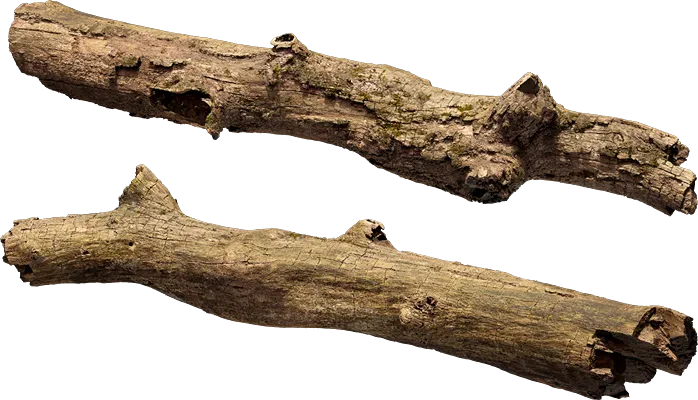 oak tree log 001 — Descargar