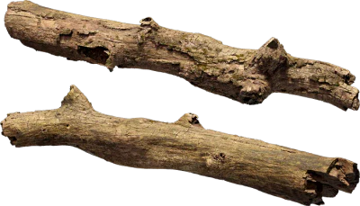 oak tree log 001 — Descargar