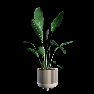 Indoor Plants Set 04 — Ver 1