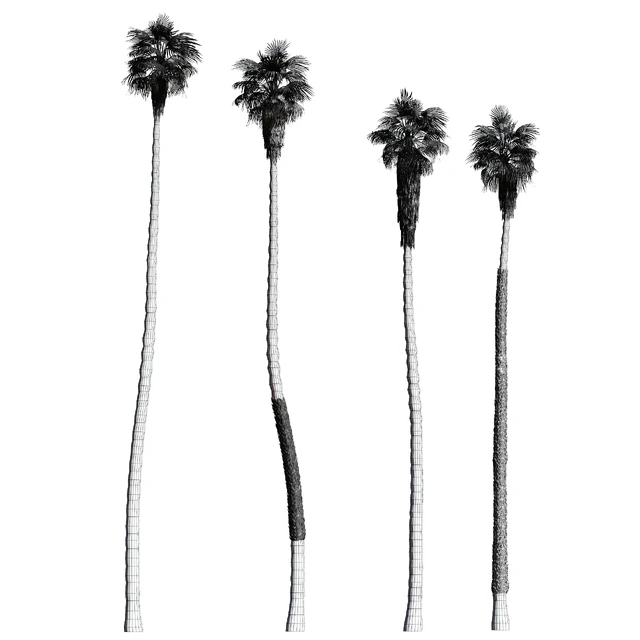 Set of California fan palm trees (Washingtonia palms) — Скачать