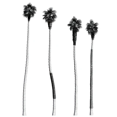 Set of California fan palm trees (Washingtonia palms) — Вид 2