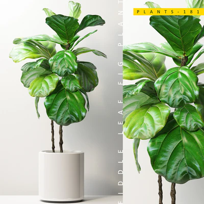 PLANTS 181 — Вид 1
