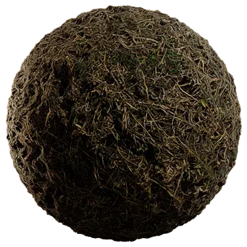 wild grass 024 — Descargar
