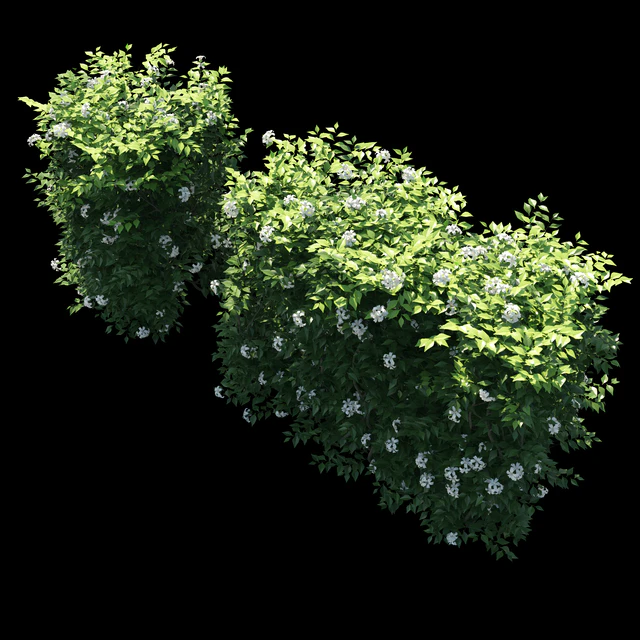 Murraya paniculata hegde — Descargar