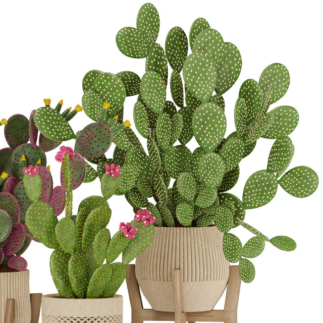Prickly Cactus Set — Descargar