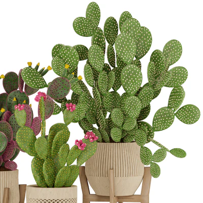 Prickly Cactus Set — Ver 2
