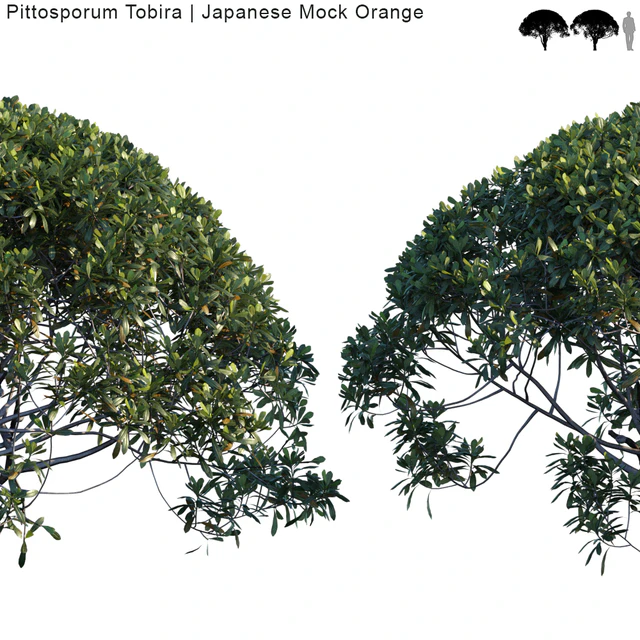 Pittosporum Tobira | Japanese Mock Orange var2 — Descargar