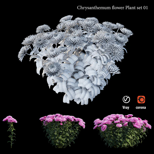 Chrysanthemum flower plant set 01 — Descargar