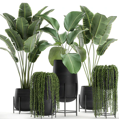A collection of hanging plants in black pots on legs with Banana palm, Calathea lutea, Strelitzia, Krestovnik, succulents. Set 700. — Ver 1