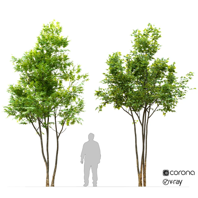 Two maple tree — Скачать