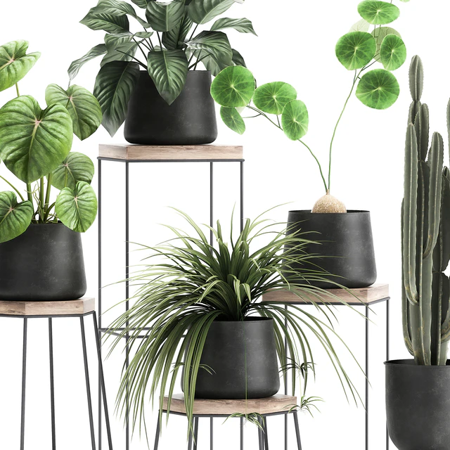 A collection of small plants on stands in black pots with Stefania Erecta, cactus, Philodendron. Set 899. — Descargar