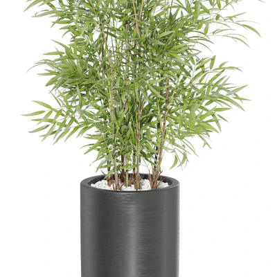 Plants collection 1009 — Вид 2