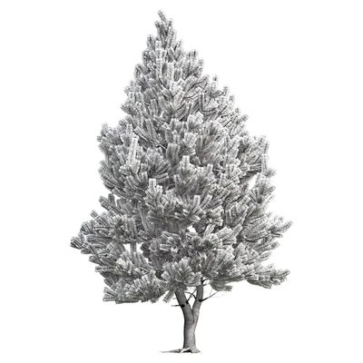 Pine — Вид 2
