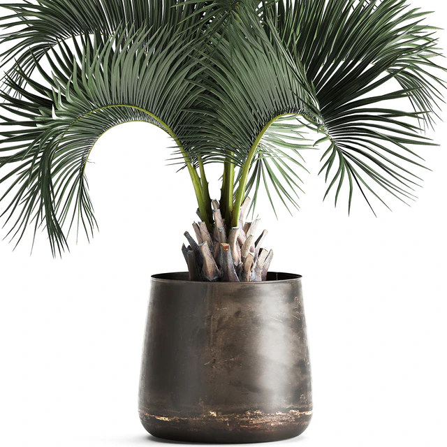 Lush interior palm tree in a metal loft pot with Butia. 995. — Descargar