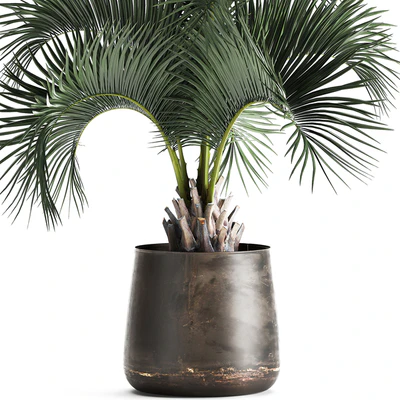 Lush interior palm tree in a metal loft pot with Butia. 995. — Ver 3