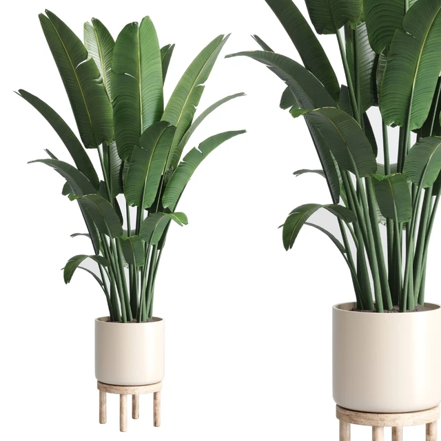 Indoor plant 137 vase wood pot  plant ravenala — Скачать