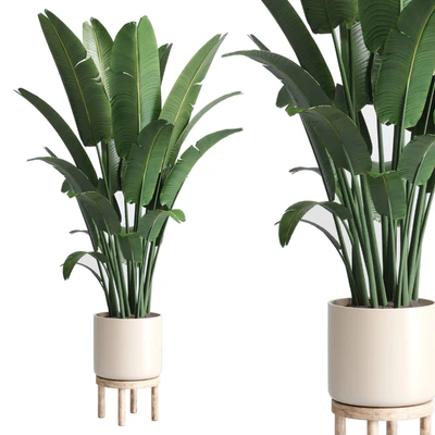 Indoor plant 137 vase wood pot  plant ravenala — Вид 1