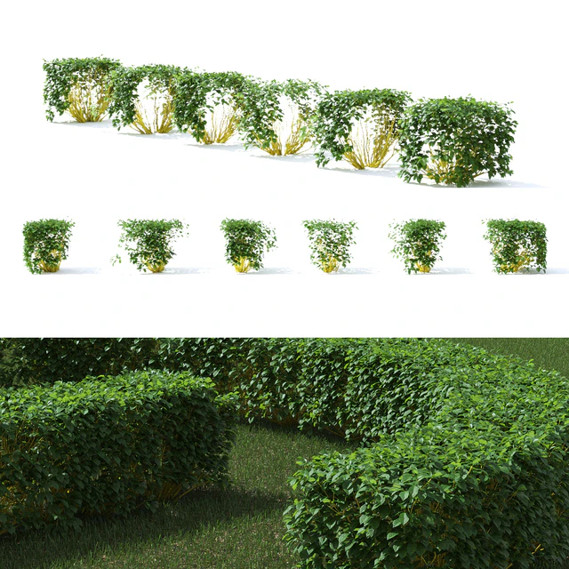 Derain hedge | Cornus sericea `Flaviramea` — Descargar