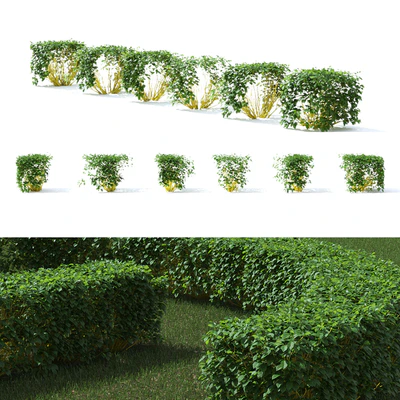 Derain hedge | Cornus sericea `Flaviramea` — Ver 2