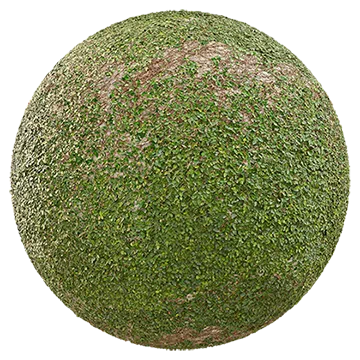 creeping fig 001 — Descargar