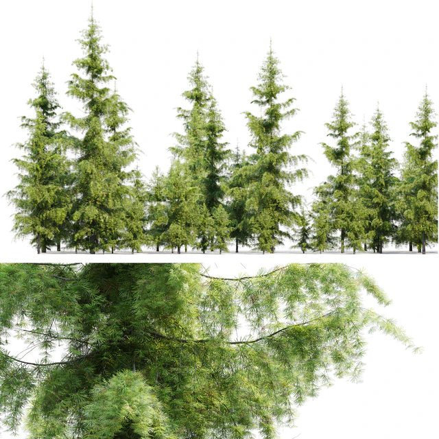 Cedrus Deodara — Descargar