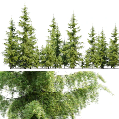 Cedrus Deodara — Ver 2