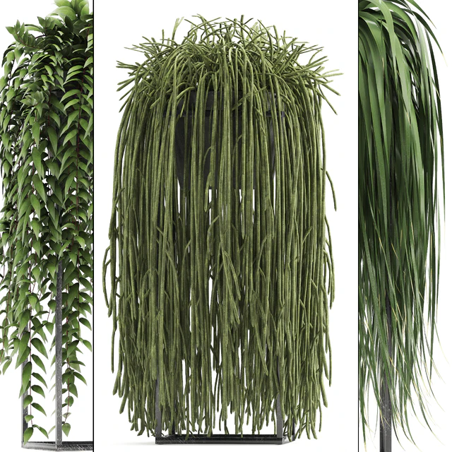 Plant collection 319. Climbing plants, Ripsalis, Tradescantia, indoor plants — Descargar