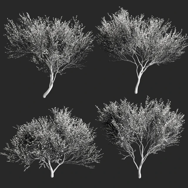 Set of olive trees v2. 4 models — Descargar