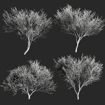 Set of olive trees v2. 4 models — Ver 3