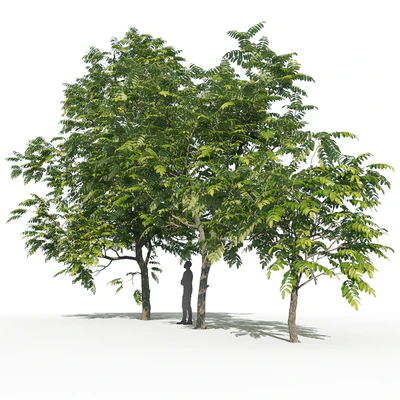 Juglans mandshurica trees (Орех маньчжурский ) — Вид 2