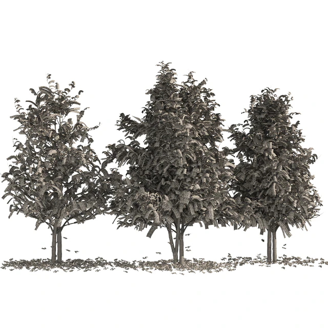 Fall Water birch Trees — Descargar