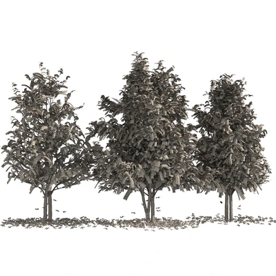 Fall Water birch Trees — Ver 2