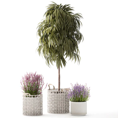 A collection of plants in modern wicker white baskets pots with a small ficus Ali tree, flowers and lavender bushes. Set 1358. — Ver 2
