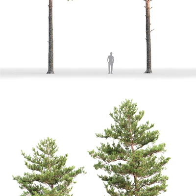 Pine — Вид 2