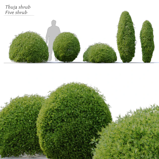 Thuja shrub — Descargar