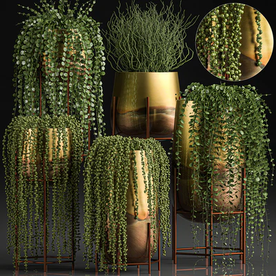 A collection of plants in luxury gold pots with Rowley's Crossberry, dyschidia, Succulents, hanging plants. Set 543. — Ver 1