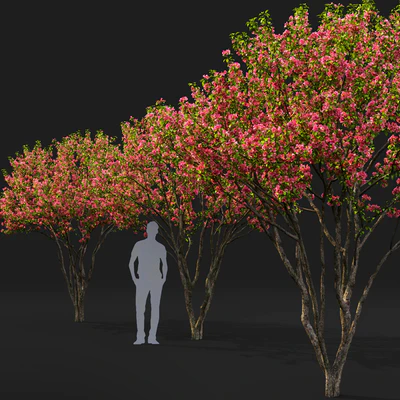Malus flowering # 6 — Ver 2