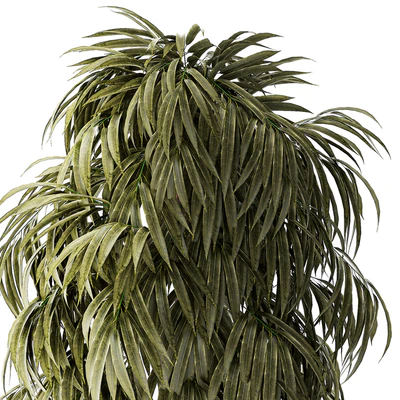 A collection of plants in modern wicker white baskets pots with a small ficus Ali tree, flowers and lavender bushes. Set 1358. — Ver 3