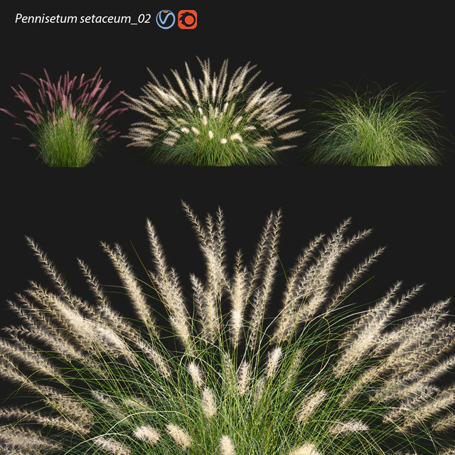 Pennisetum setaceum 02 — Скачать